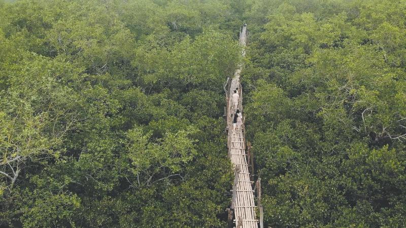 Khám phá hệ sinh thái rừng ngập mặn Cồn Đen, Thái Bình với nhiều loài cây sú, vẹt đa dạng