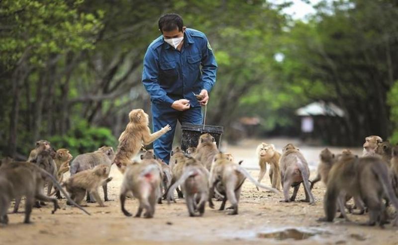 Đảo khỉ tại khu du lịch sinh thái Lâm Viên Cần Giờ nơi đàn khỉ tung tăng hòa mình vào thiên nhiên